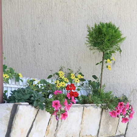 Apolon Planinski Delnice