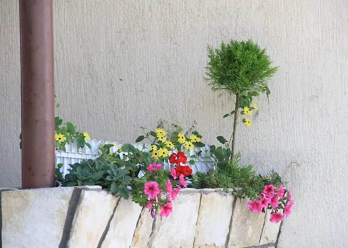 Apolon Planinski Delnice